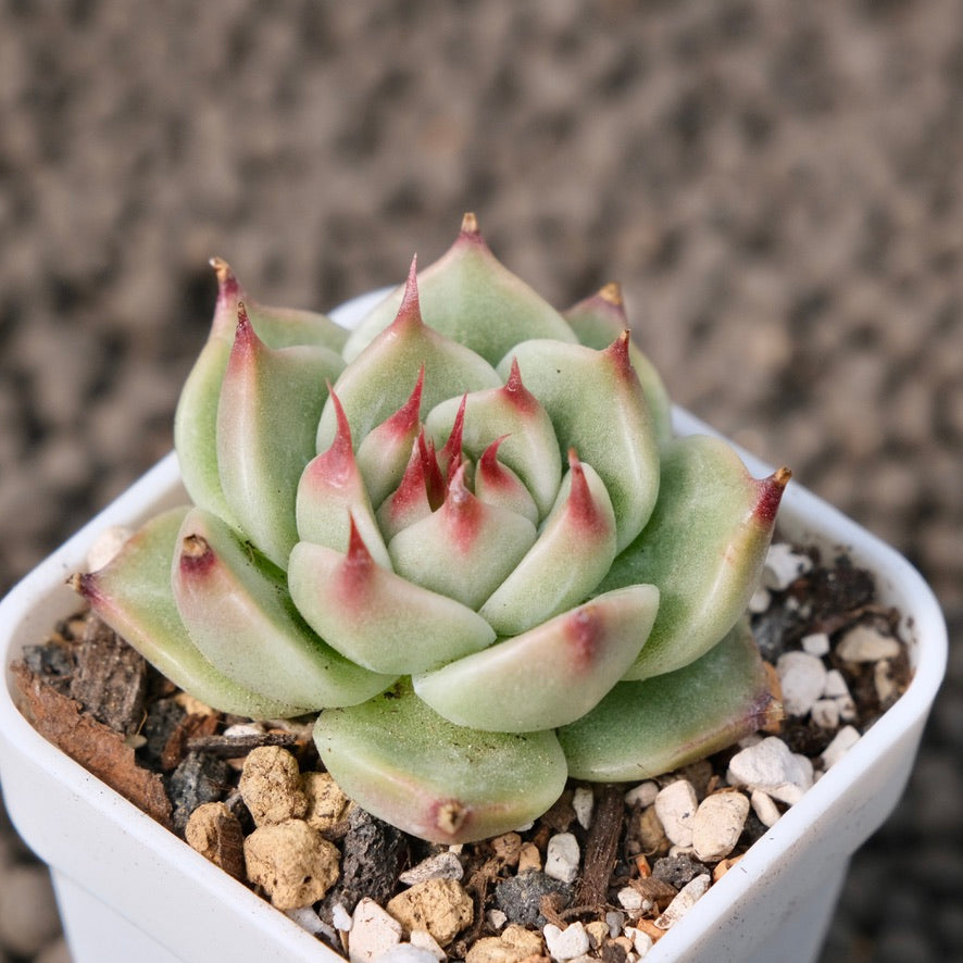 Echeveria Toscanelli Korean Succulent Plant