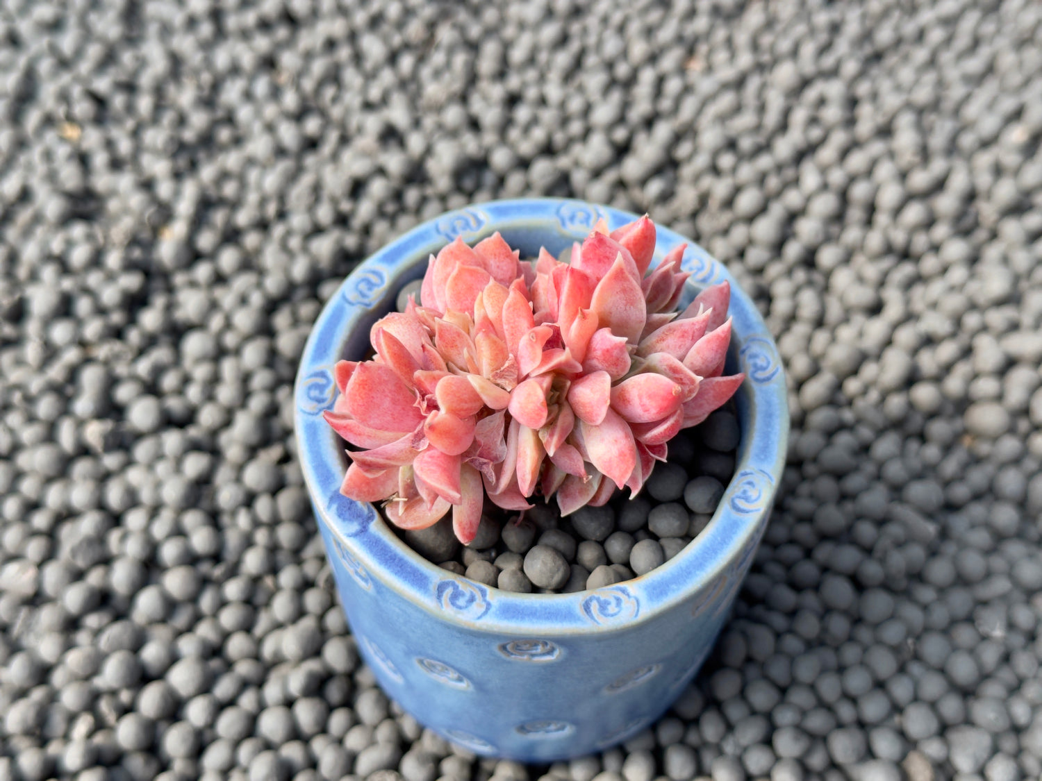 Echeveria Mona Lisa cristata Korean Succulent Plant Changhee hybrid