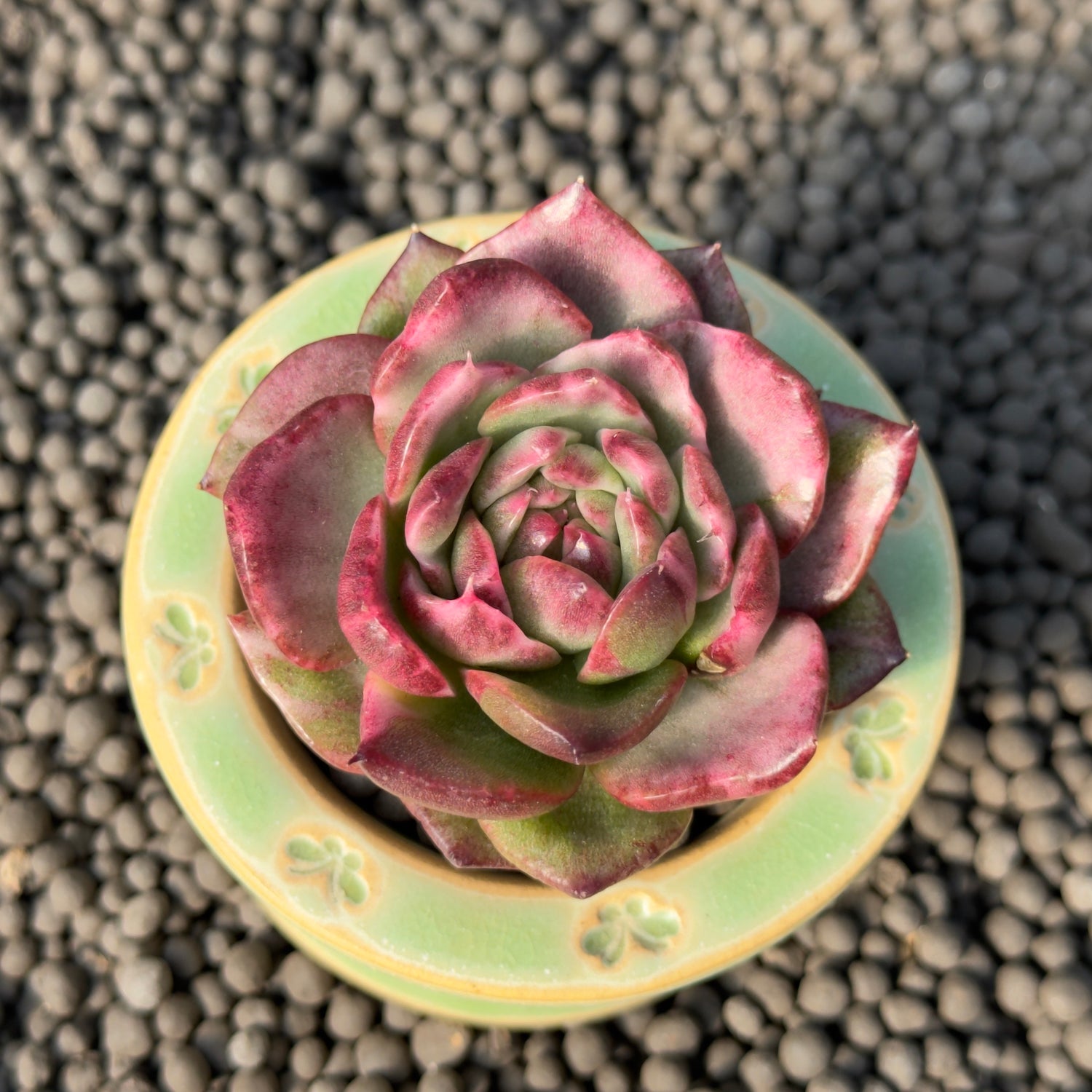 Variegated Echeveria Dark Pamela Korean Succulent Plant