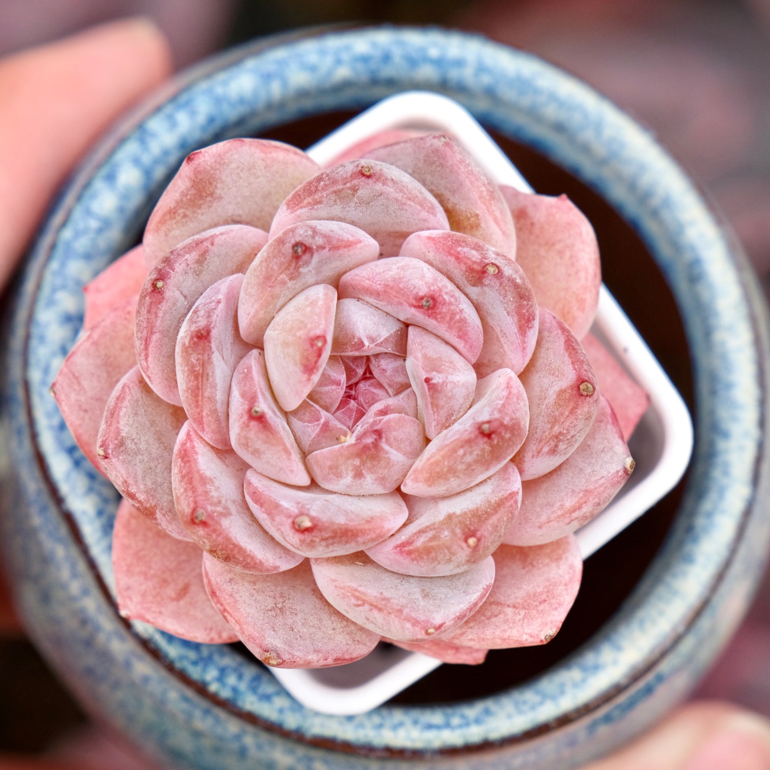 Echeveria Galaxy Imported Succulent Plant