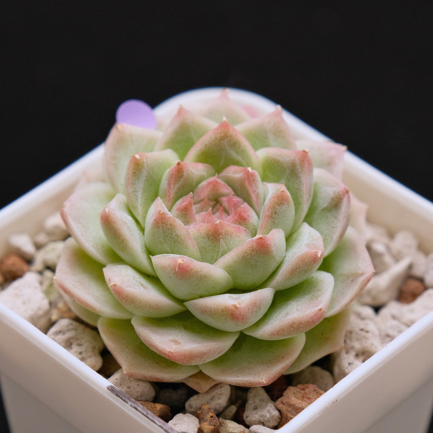 Echeveria hybrid Imported Succulent Plant