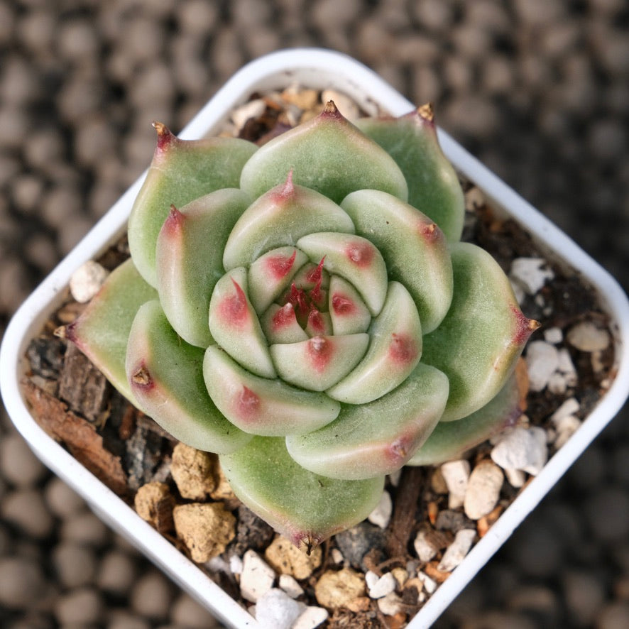 Echeveria Gloria Korean Succulent Plant Changhee Hybrid