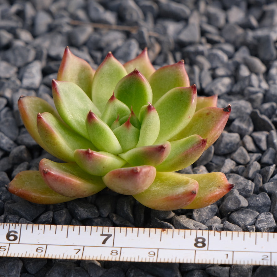 Echeveria Mono Crown Korean Succulent Plant Rare Hwaga hybrid