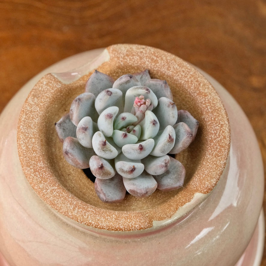 Small Echeveria Black Zaragoza Korean Succulent Plant