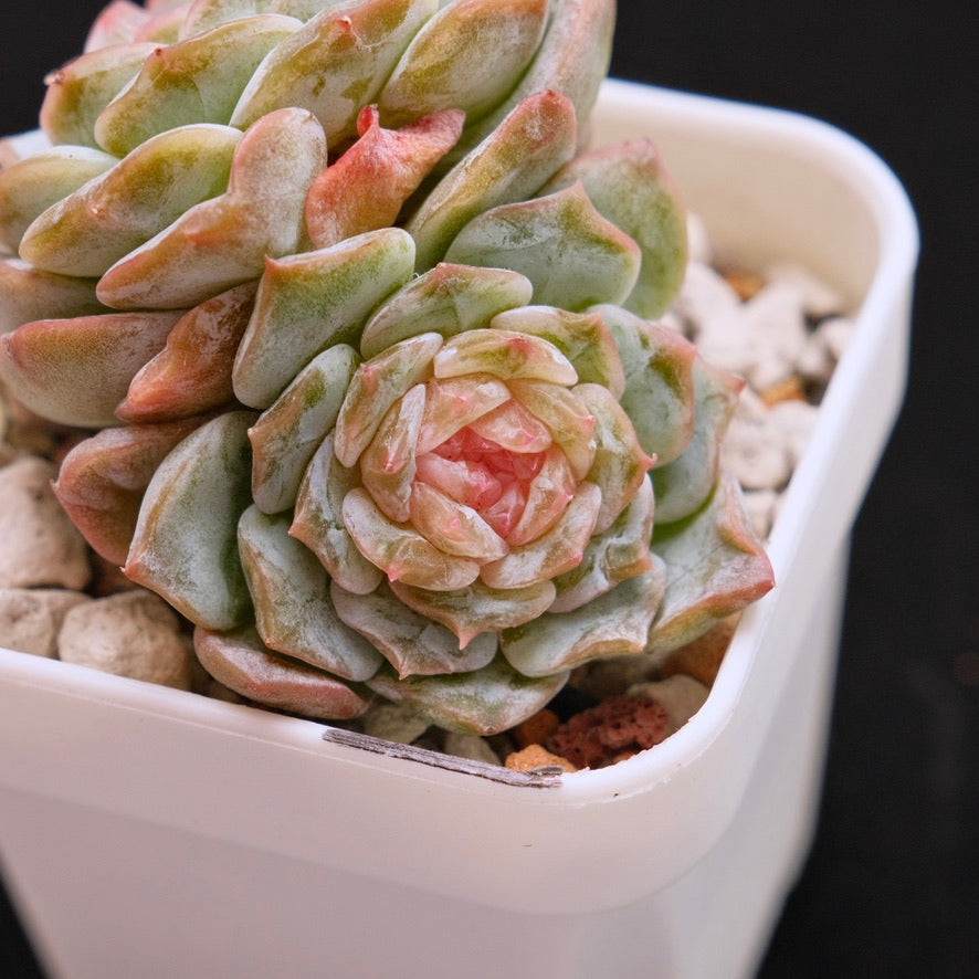Echeveria Pink Jenny Double Korean Succulent Plant