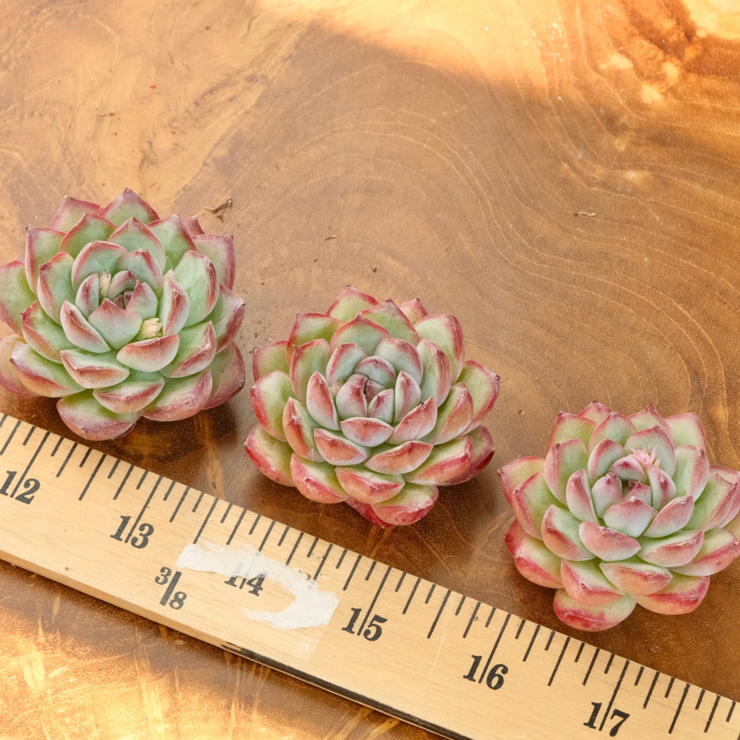 Echeveria LinLin Korean Succulent Plant Mam and Sister hybrid