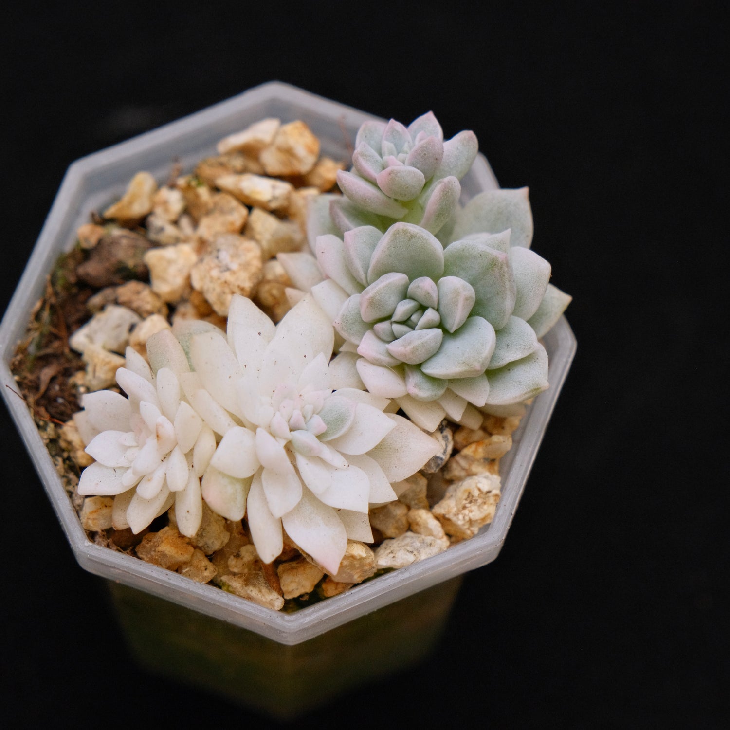 Variegated Echeveria prolifica Korean Succulent Plant