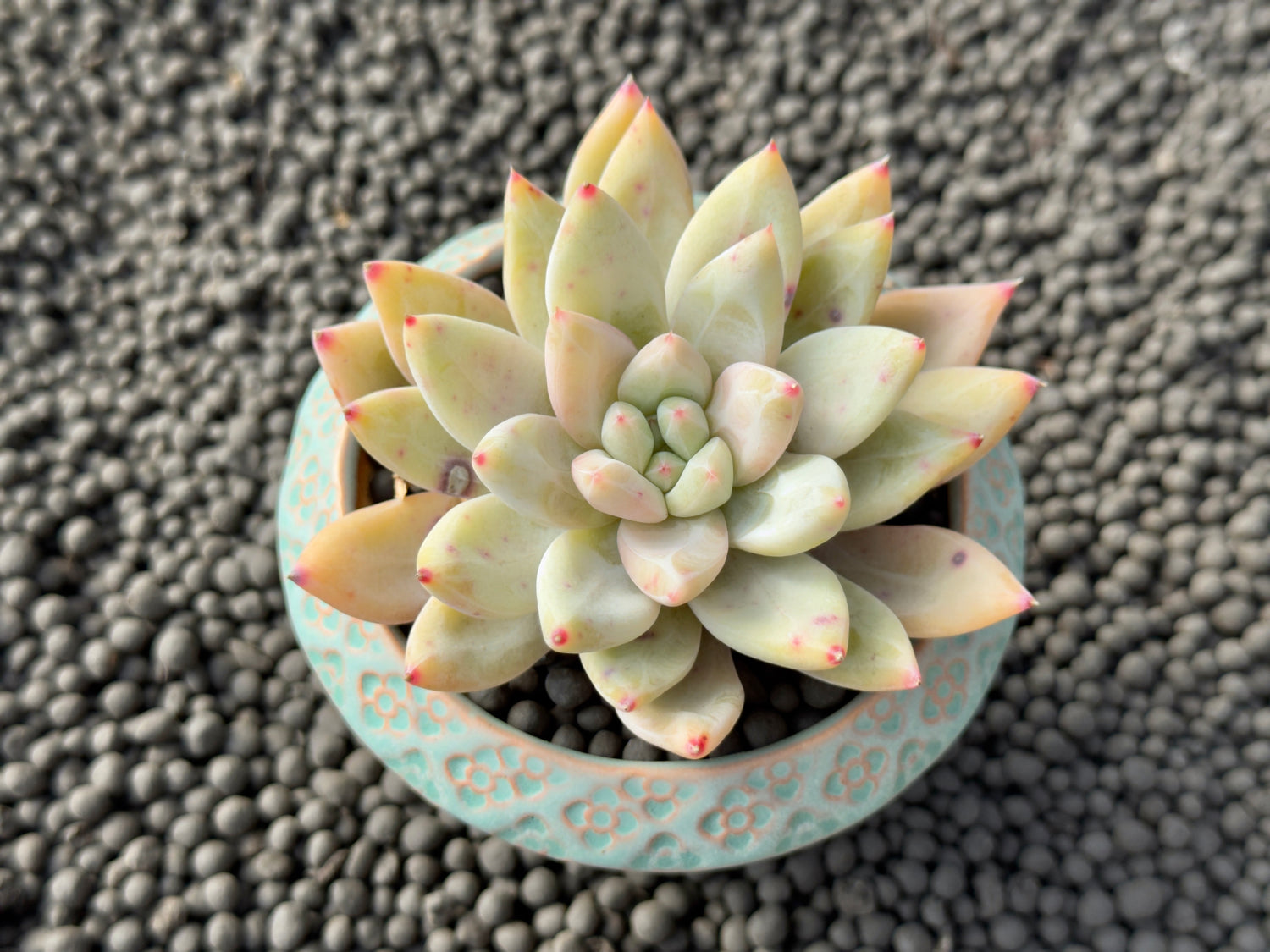 Echeveria Colmeon Korean Succulent Plant Air Magic Hybrid