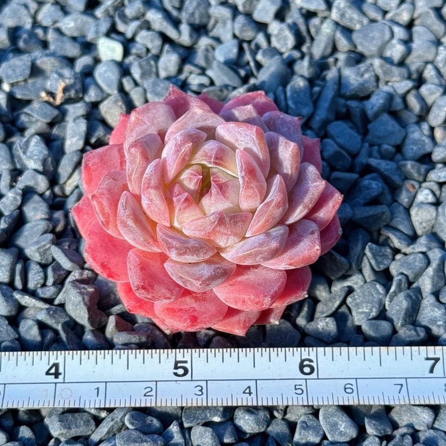 Echeveria Rosé Succulent Plant F