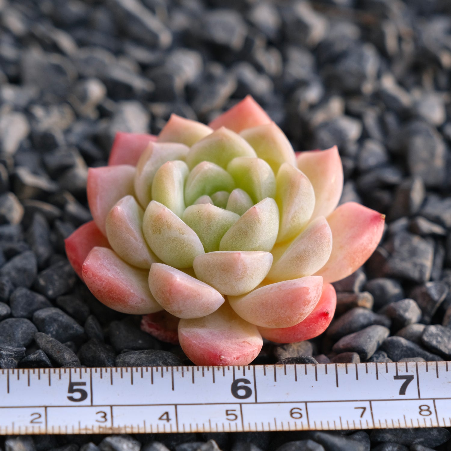 Mystery Hybrid Imported Succulent Plant
