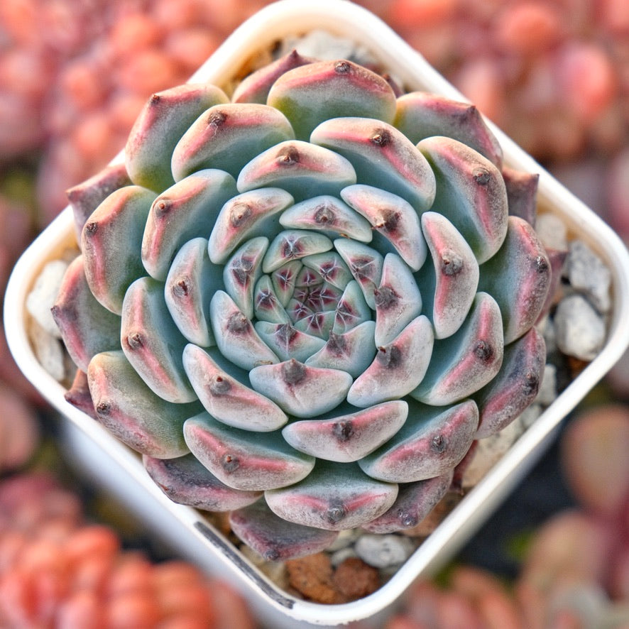 Echeveria Jackal Korean Succulent Plant