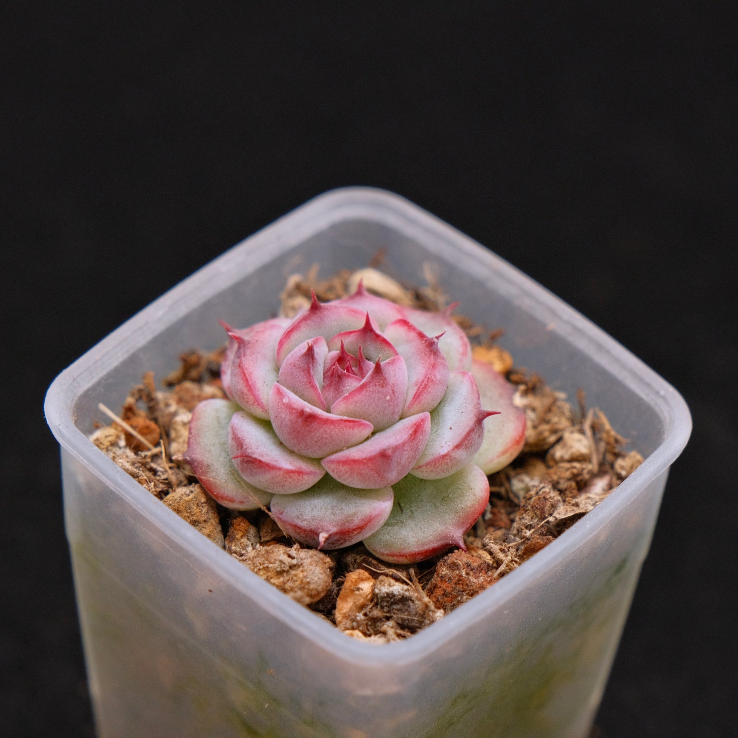 Echeveria Marcel baby Korean Succulent Plant