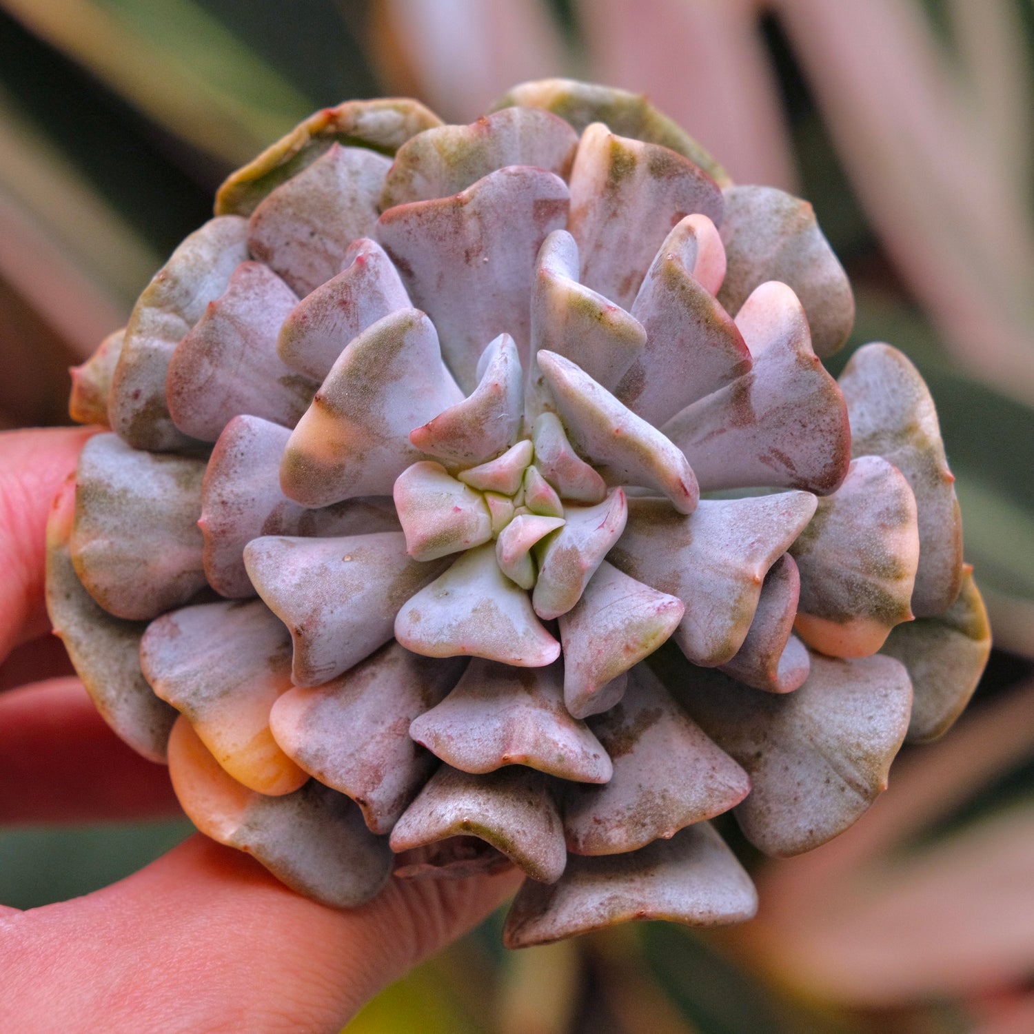 Variegated Echeveria Cubic Frost Korean Succulent Plant
