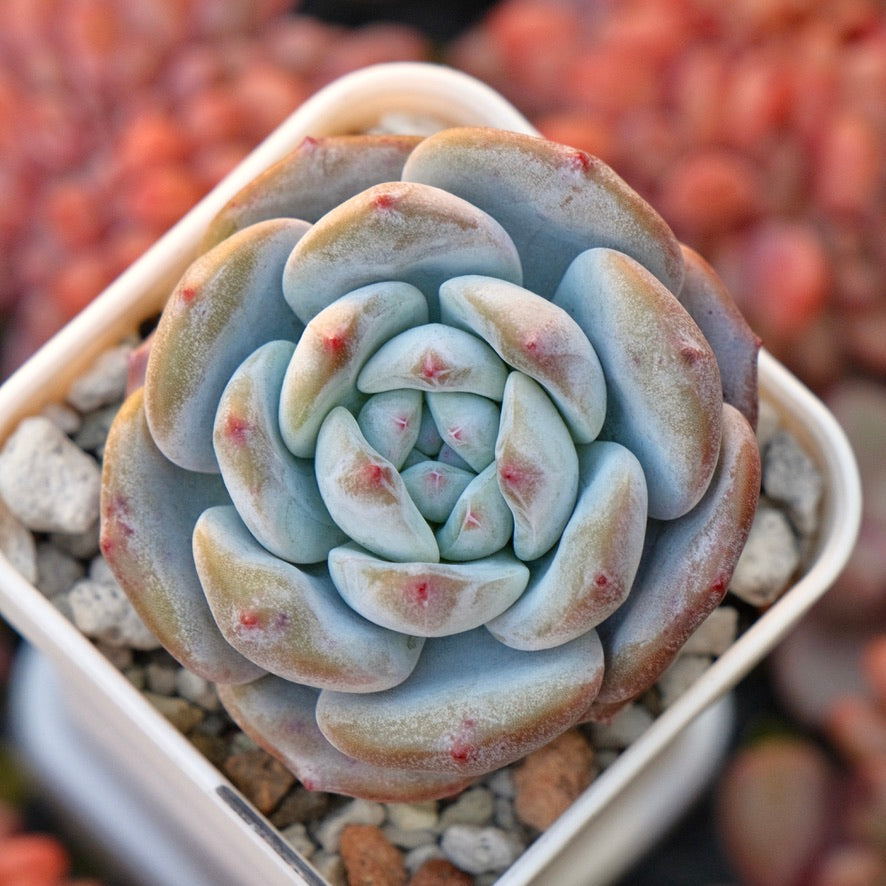 Echeveria White Peach Korean Succulent Plant