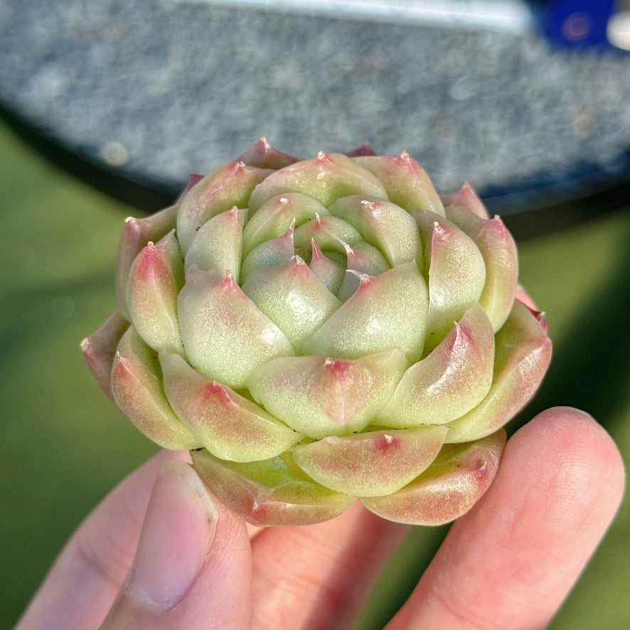 Echeveria Malgan Succulent Plant D