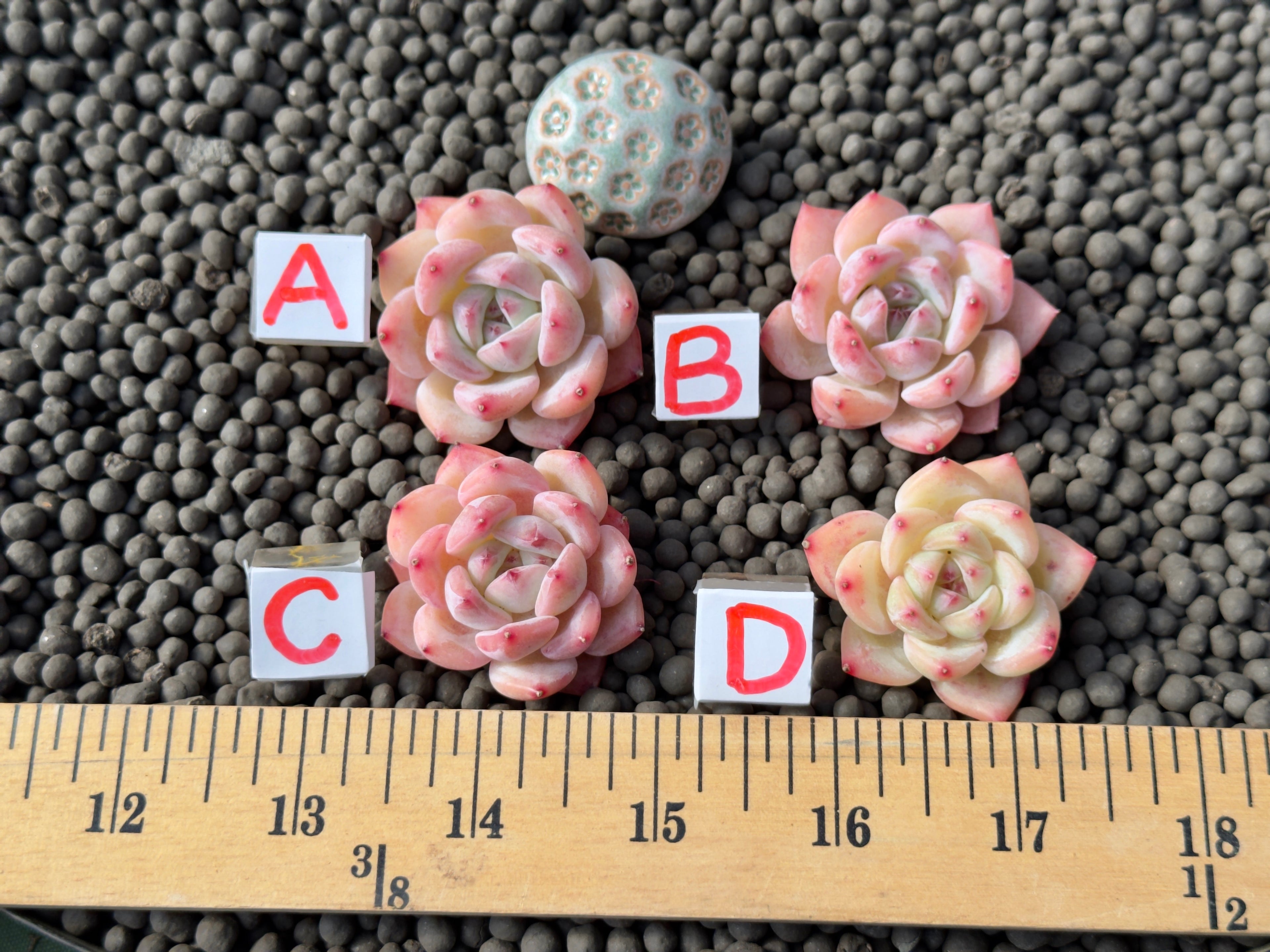 Echeveria Peach Fuzz Imported Succulent Plant