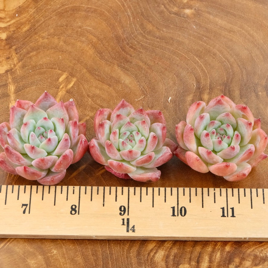 Pink Echeveria colorata cultivar Korean Succulent Plant