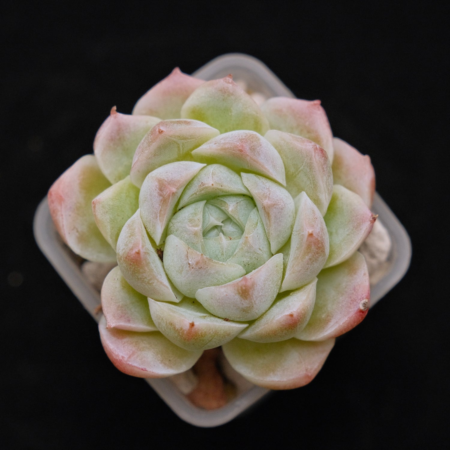 Echeveria hybrid Imported Succulent Plant