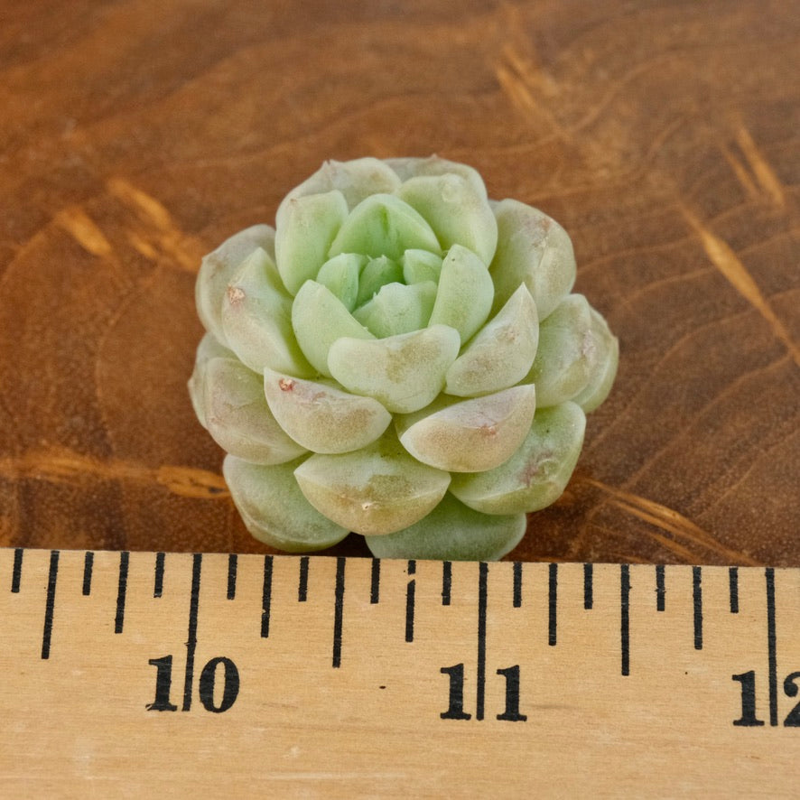 Echeveria Ice Castle Korean Succulent Plant Changhee hybird