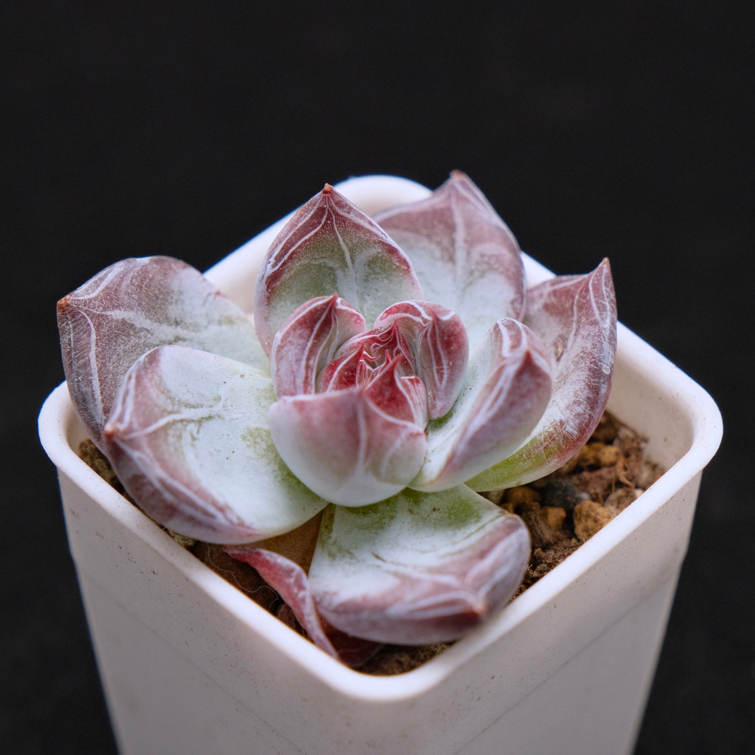 Echeveria Black Sabbath Korean Succulent Plant Air Magic hybrid
