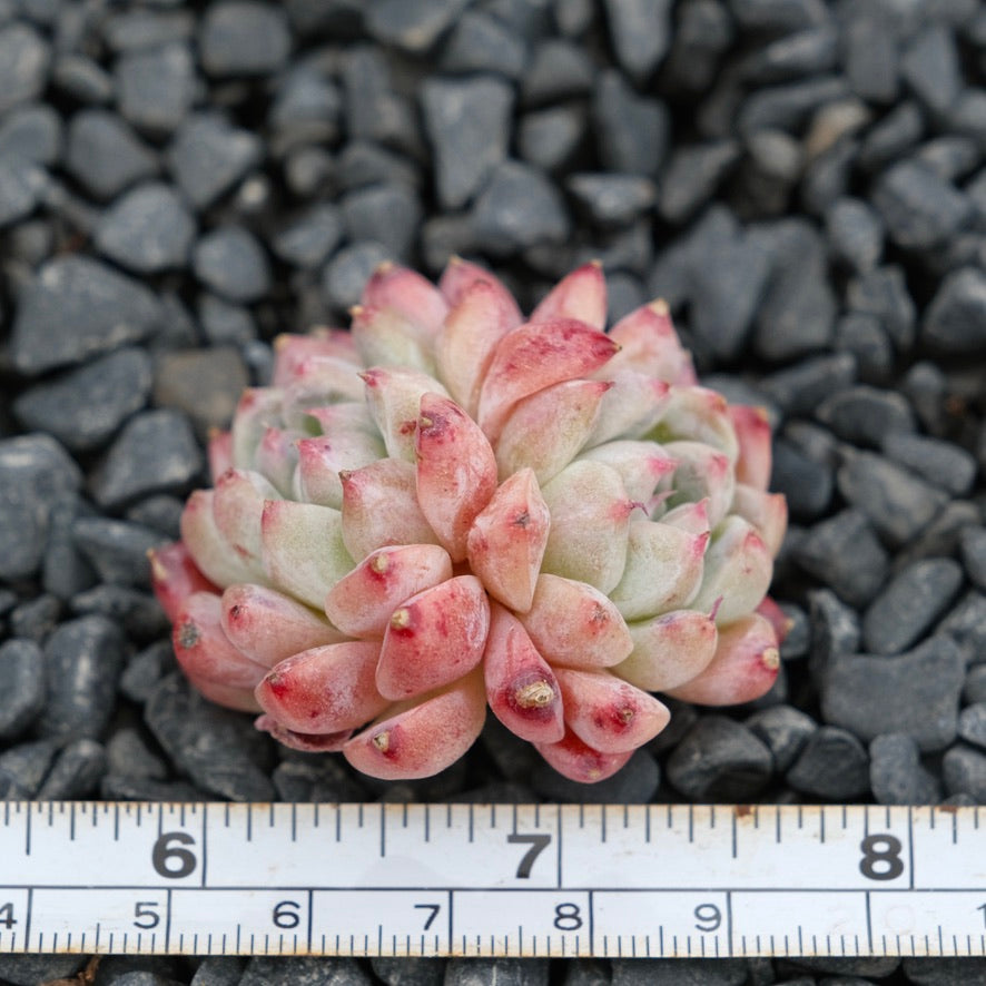 Echeveria Alba Beauty Imported Succulent Plant