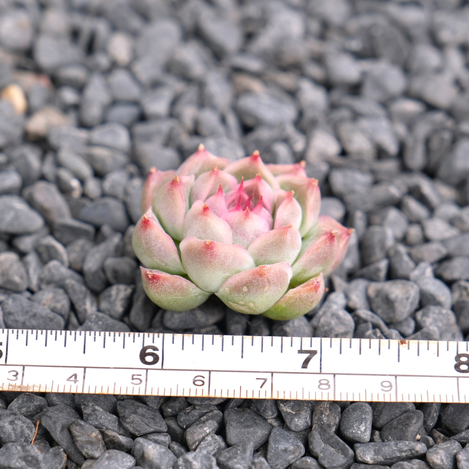 Echeveria Fontina Korean Succulent Plant