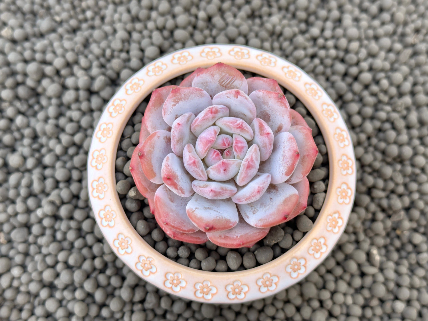 Echeveria Hoshikage Imported Succulent Plant