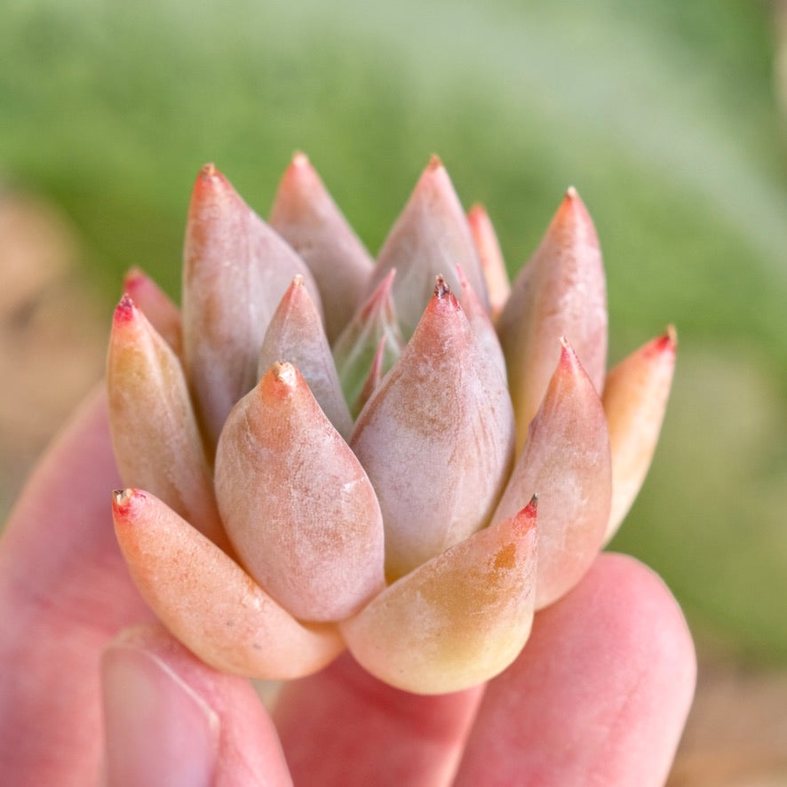 Echeveria tolimanensis hybrid Korean Succulent Plant Changhee hybrid