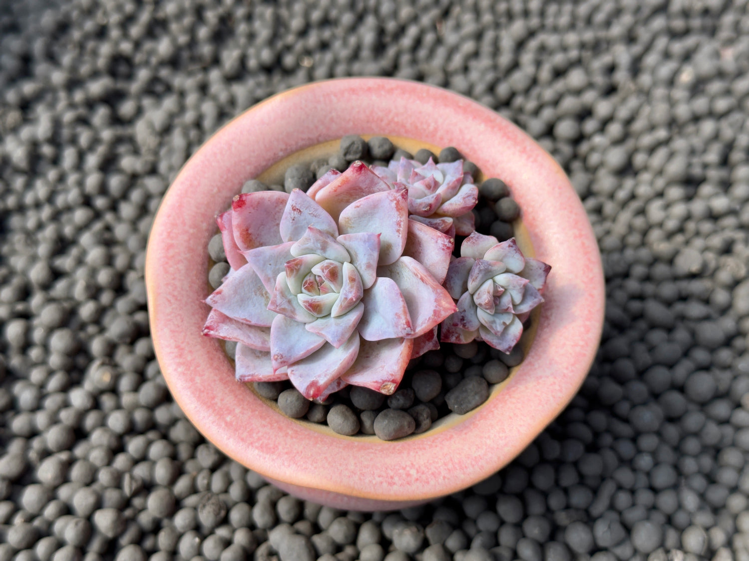 Echeveria Gloria cluster Korean Succulent Plant Changhee hybrid