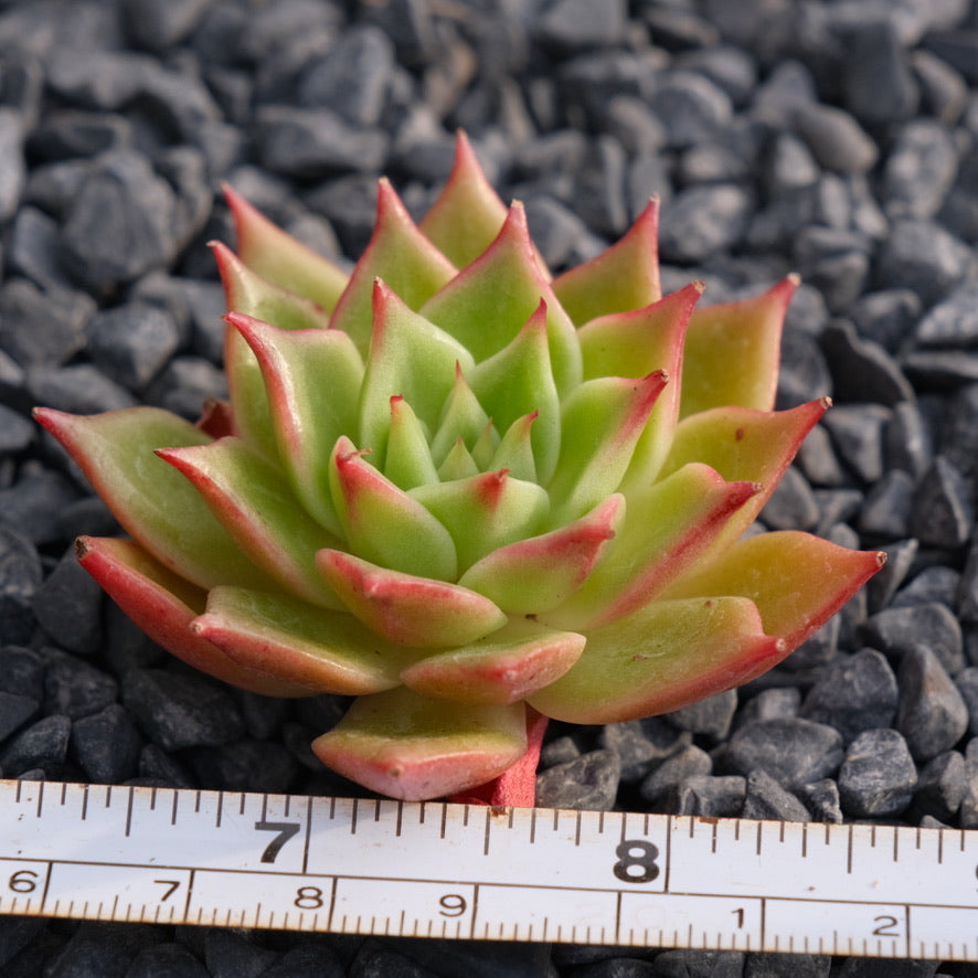 Echeveria Lento Korean Succulent Plant Rare Hwaga hybrid