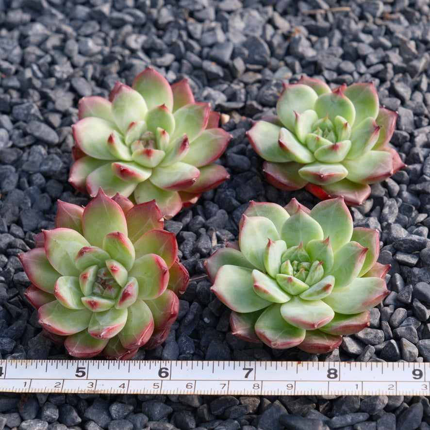 Echeveria Ardor Korean Succulent Plant