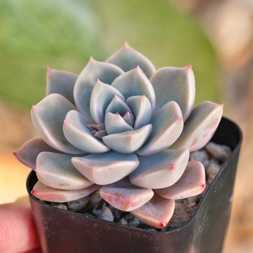 Echeveria Pretty in Pink Korean Succulent Plant