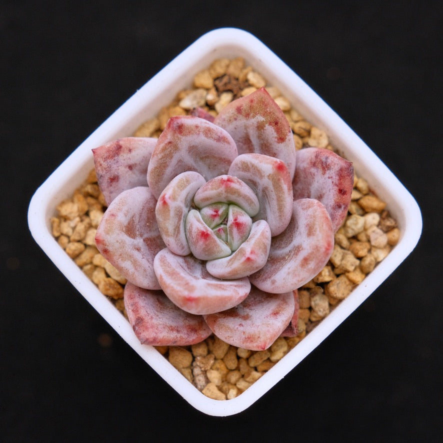 Echeveria White Night baby Korean Succulent Plant