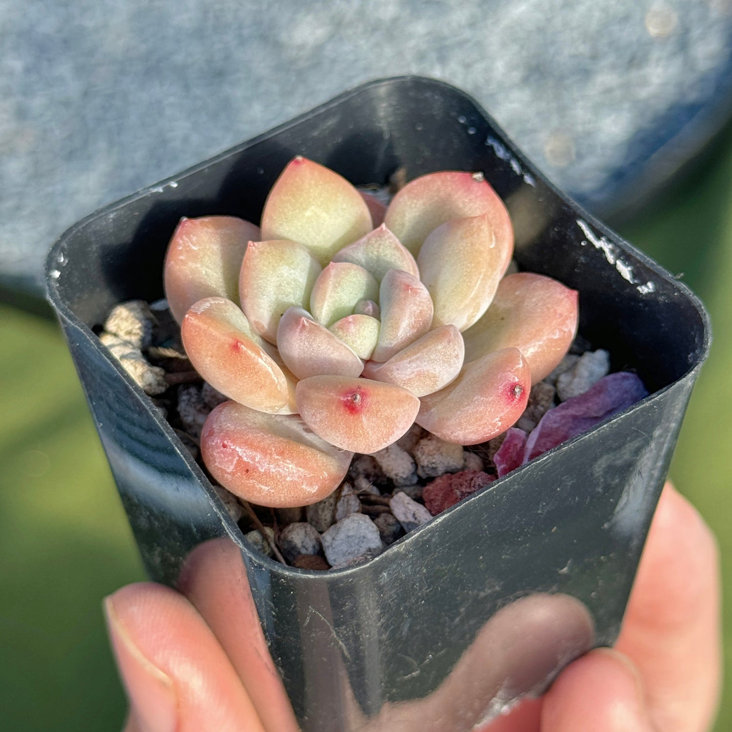 Echeveria Yves Saint Rose Korean Succulent Plant