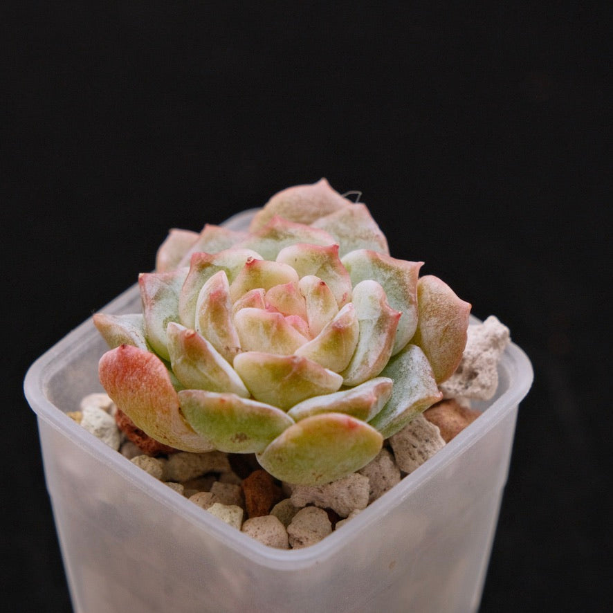 Echeveria Pink Jenny Korean Succulent Plant