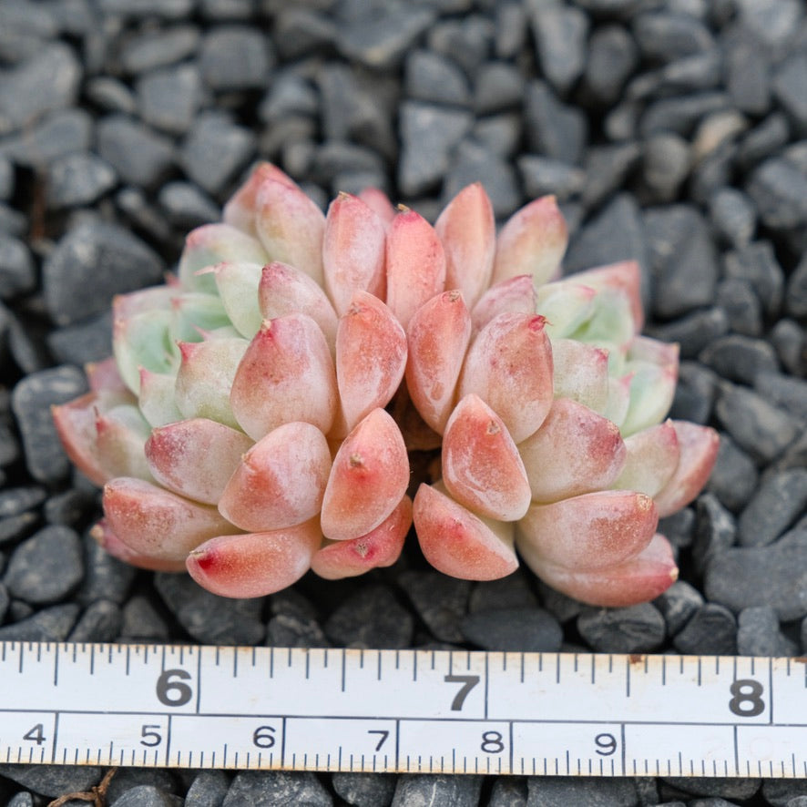 Echeveria Alba Beauty Imported Succulent Plant