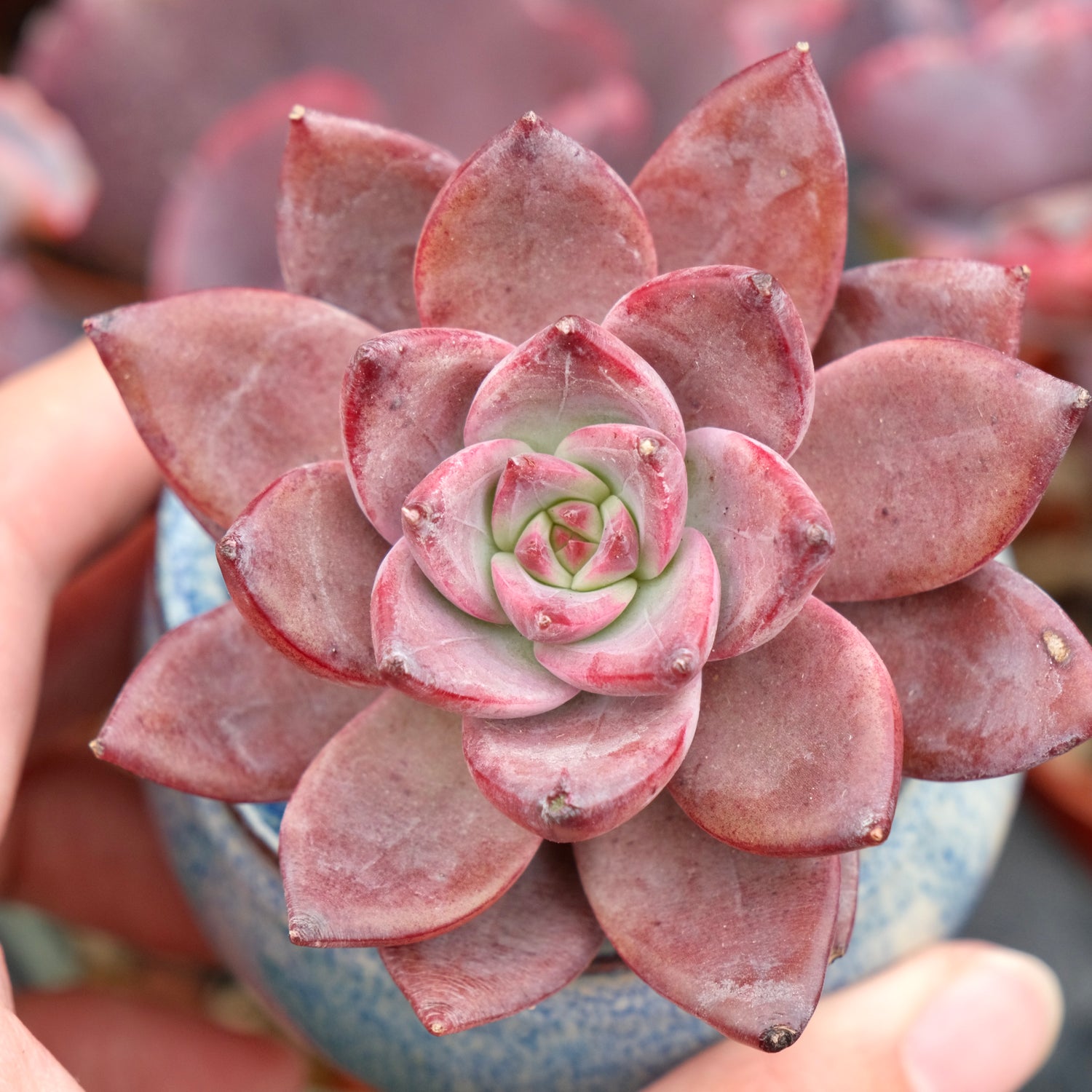 Echeveria Red Sun Imported Succulent Plant