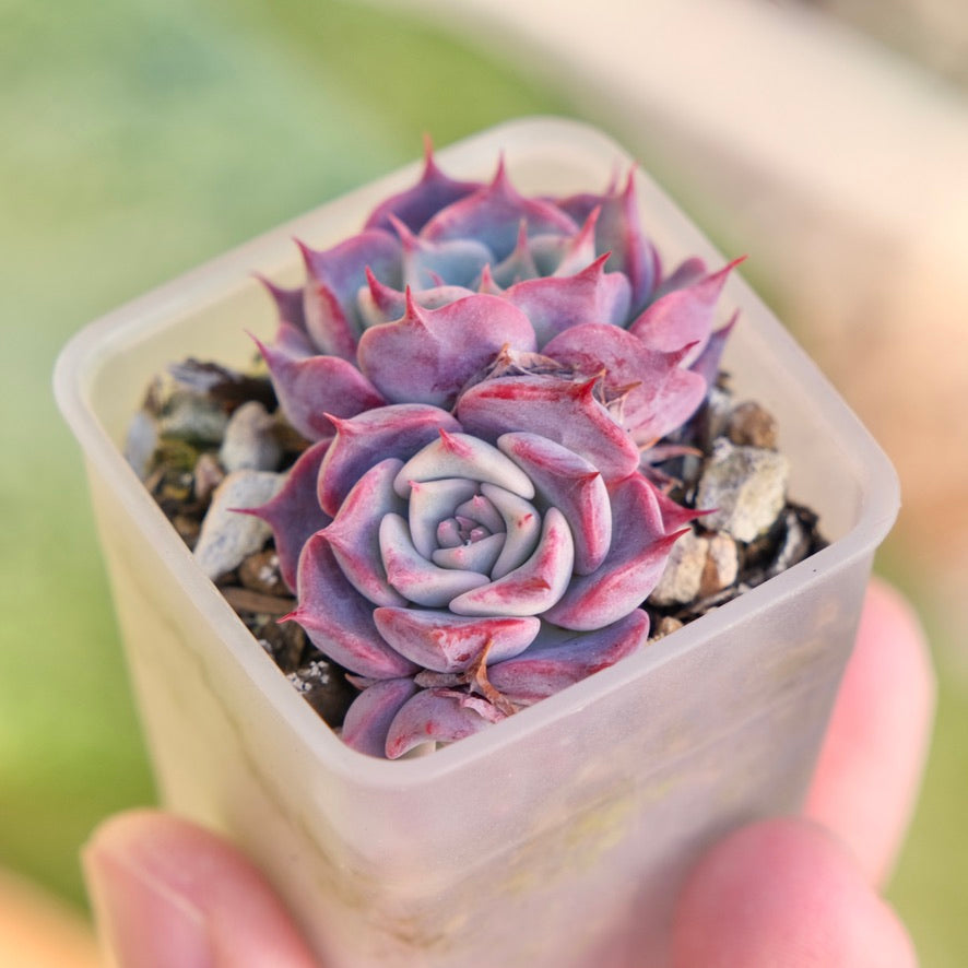 Echeveria Red Stitch Korean Succulent Plant Changhee hybrid