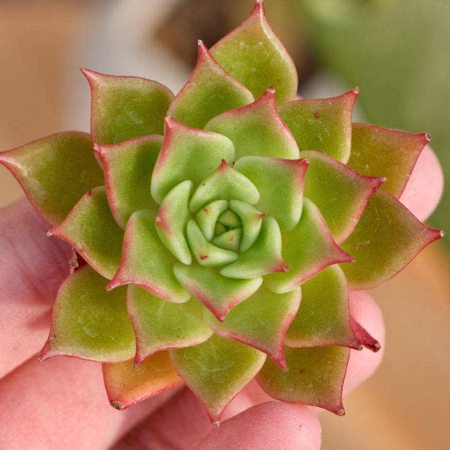 Echeveria Lento Korean Succulent Plant Rare Hwaga hybrid