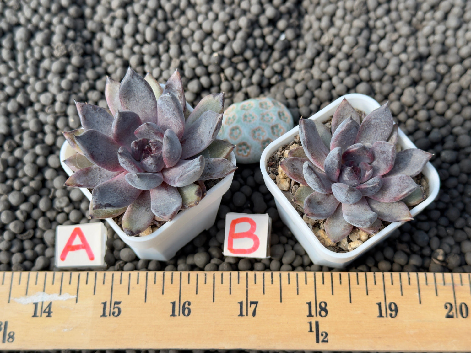Echeveria Black Zaragoza Korean Succulent Plant Changhee hybrid