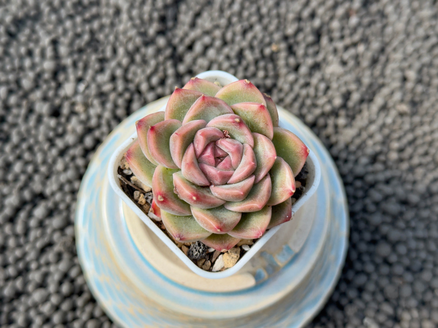 Echeveria Toscamori Korean Succulent Plant