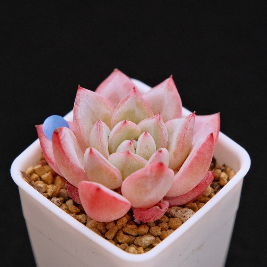 Small Echeveria Tiamo Korean Succulent Plant