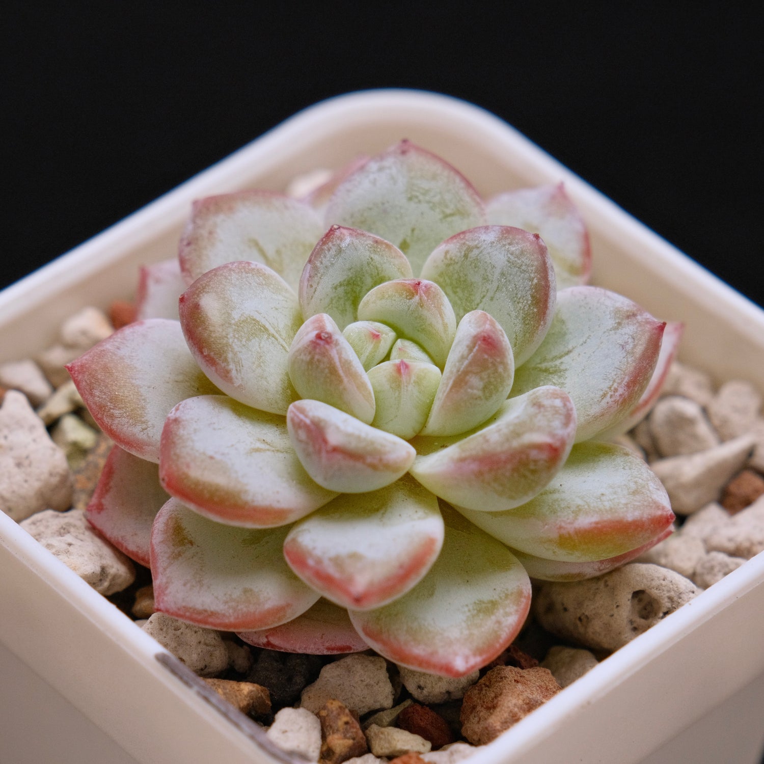 Echeveria Werther Korean Succulent Plant