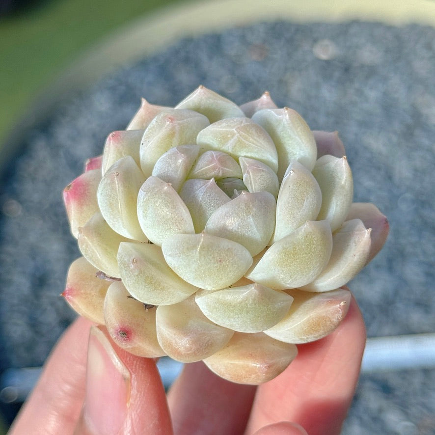 Echeveria Mystery Hybrid Succulent Plant C