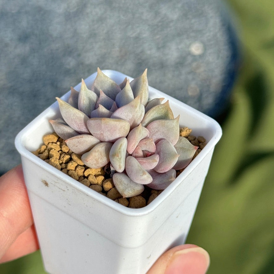 Echeveria Pastel Leon Korean Succulent Plant