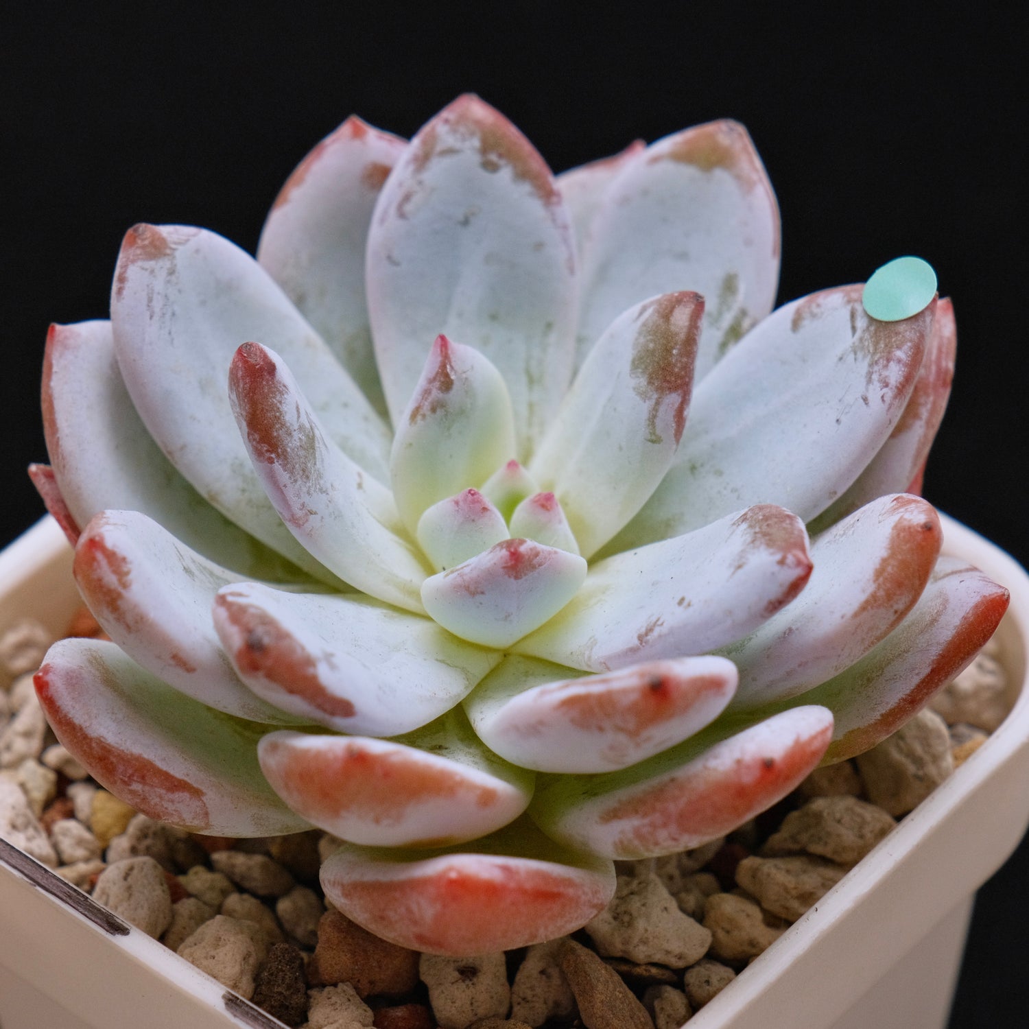 Echeveria Sang-A Korean Succulent Plant