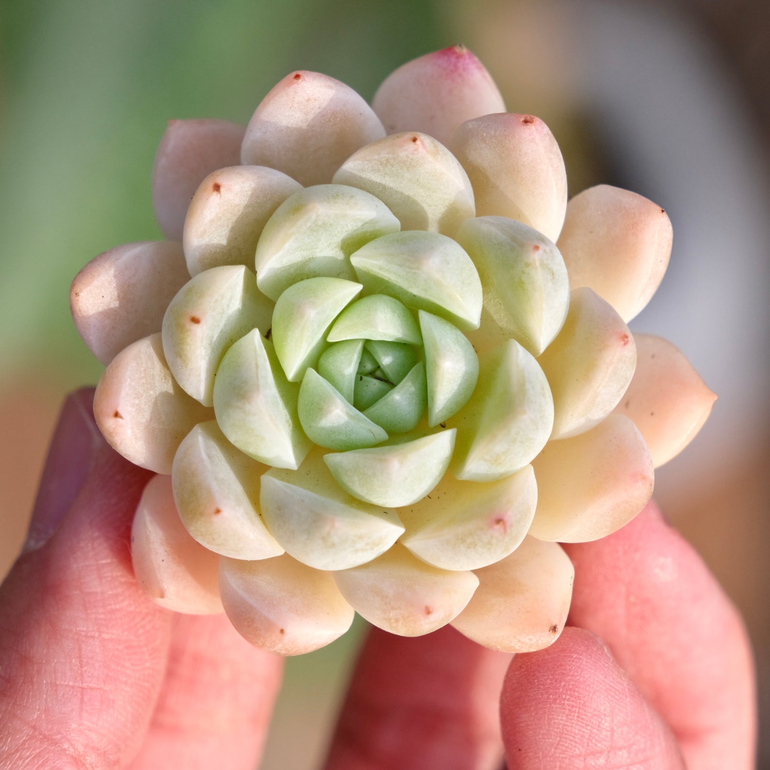 Mystery Hybrid Imported Succulent Plant