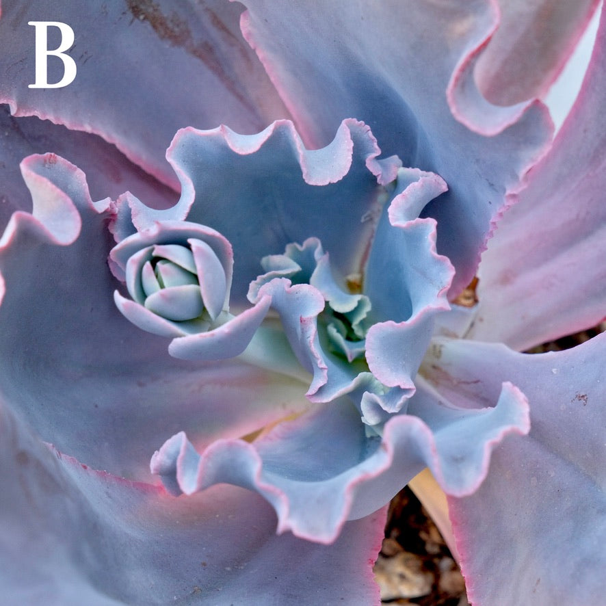 Echeveria Cinderella II - Rare Dick Wright hybrid - B