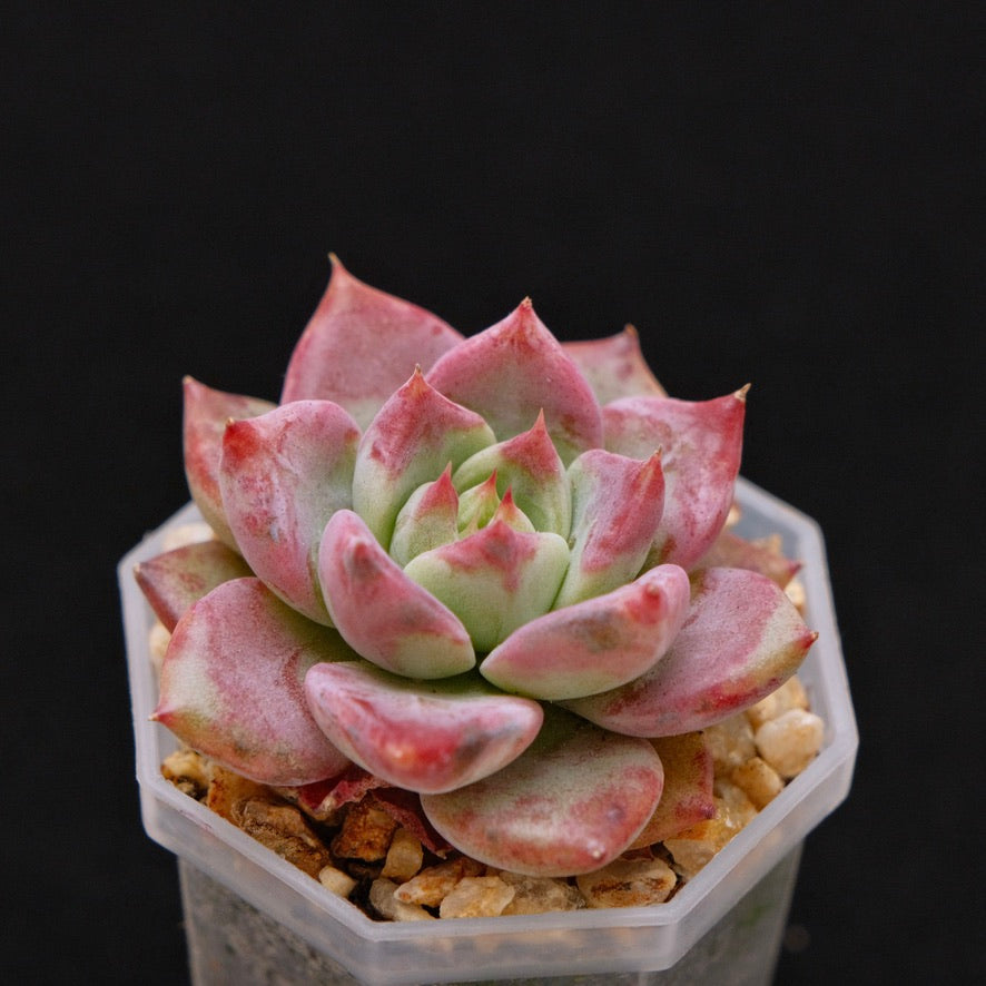 Echeveria Pink Fox Korean Succulent Plant Rare Changhee hybrid