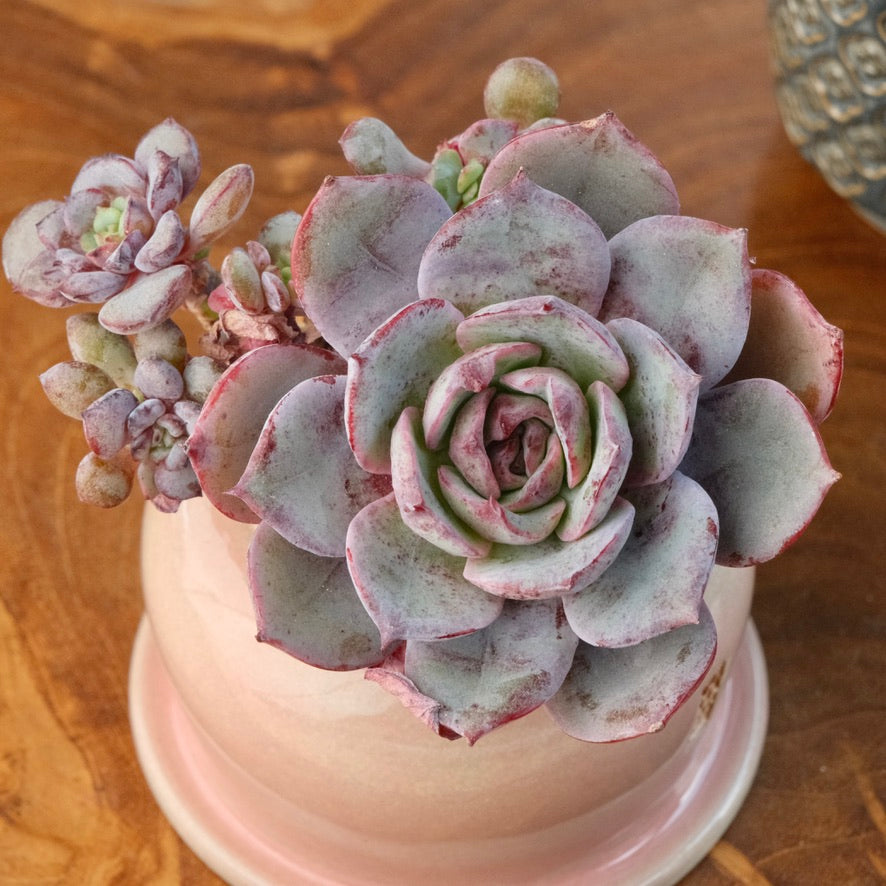 Echeveria Anything cluster Korean Succulent Plant